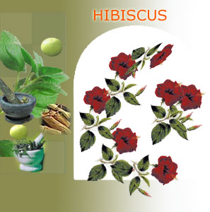 hibiscus suppliers india,Indian herbs suppliers,herbs exporters,hibiscus herbs manufacturers,hibiscus exporters india